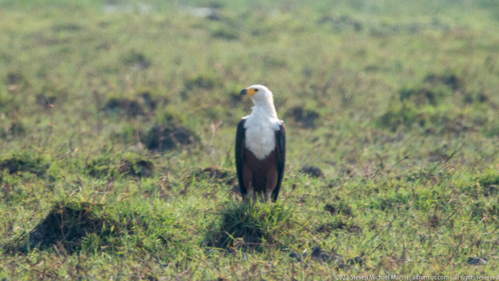 African fish eagle standing on a grassy mound, facing left with white head and dark folded wings.