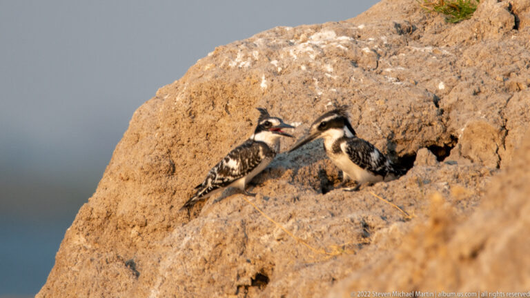 Two pied kingfishers facing each other beside a cavity in a steep earthen riverbank.