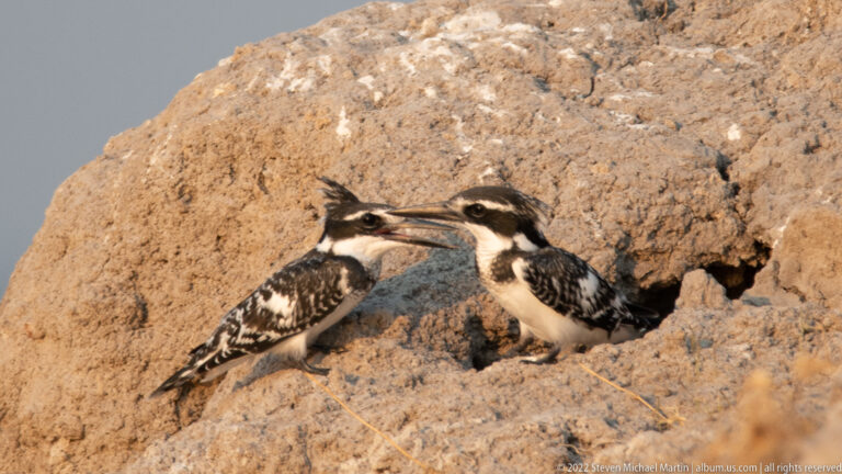 Two pied kingfishers touching bills on a sandy riverbank beside a small cavity.