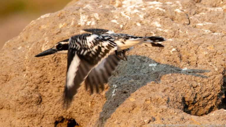 Pied kingfisher flying low past an earthen riverbank with wings spread and shadow visible below.
