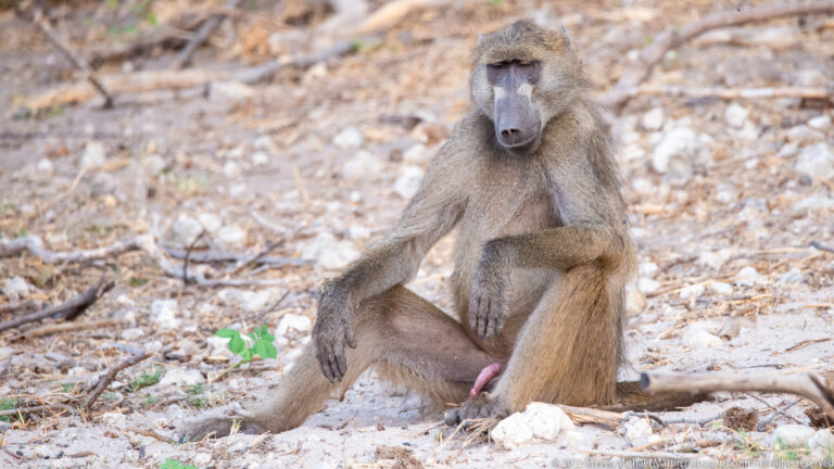 Adult male chacma baboon seated on pale stony ground with one arm draped over a raised knee.