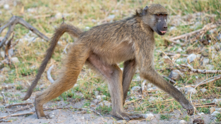 Chacma baboon walking on all fours through dry grass with its long curved tail raised behind.