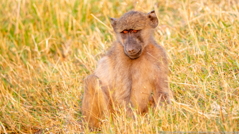 Chacma baboon sitting upright in tall golden grass and looking slightly toward the camera.