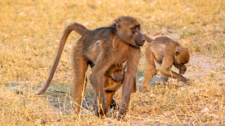 Female chacma baboon walking with a small infant clinging beneath her belly and another youngster nearby.