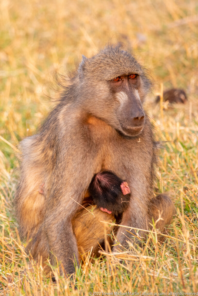 Female chacma baboon seated in grass while cradling a tiny dark-furred infant against her body.