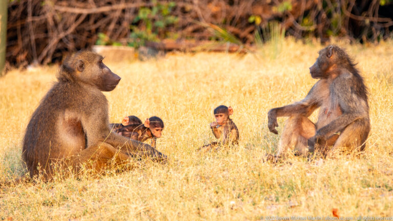 Chacma baboon troop in dry grass with two seated adults and several infants and juveniles between them.