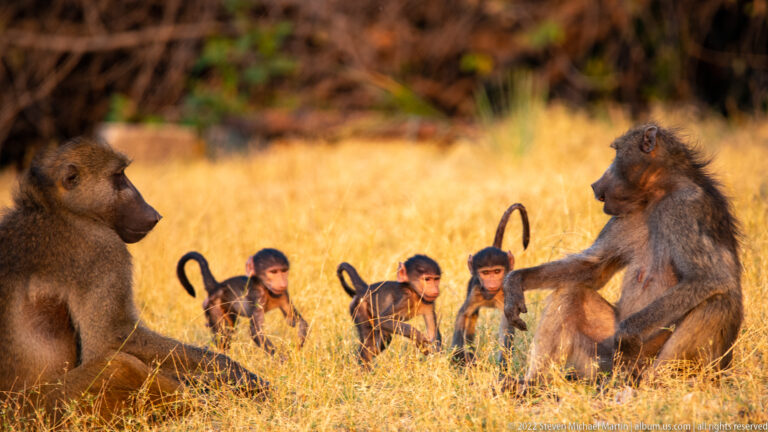 Several juvenile chacma baboons gathered between two seated adults in tall dry grass.