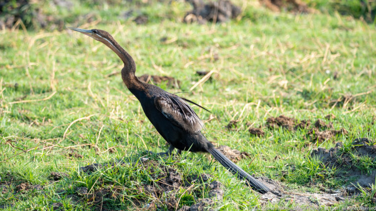 Dark African darter standing on wet grass with a long curved neck and long tail.