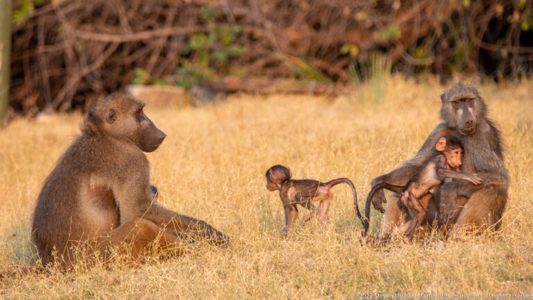 Seated female chacma baboon holding an infant, with a juvenile nearby and another adult at left.