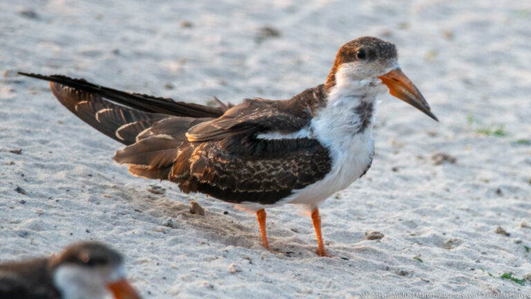 African skimmer on pale sand with partly spread dark wings, white underparts, and a long orange-red bill.