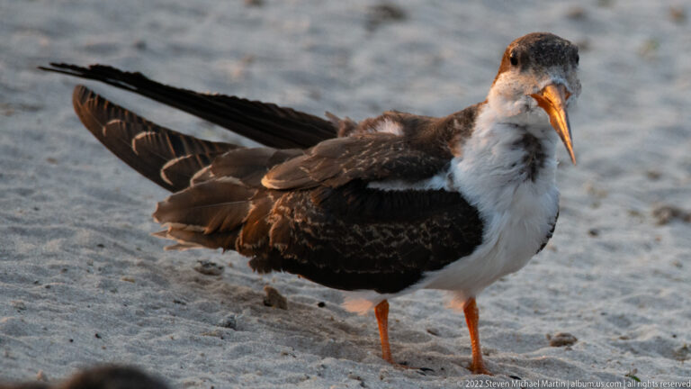 African skimmer standing on sand with one long dark wing extended and orange-red bill angled downward.