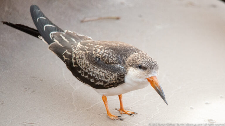 Close African skimmer on sand showing its long orange-red and black bill, dark back, white belly, and orange legs.