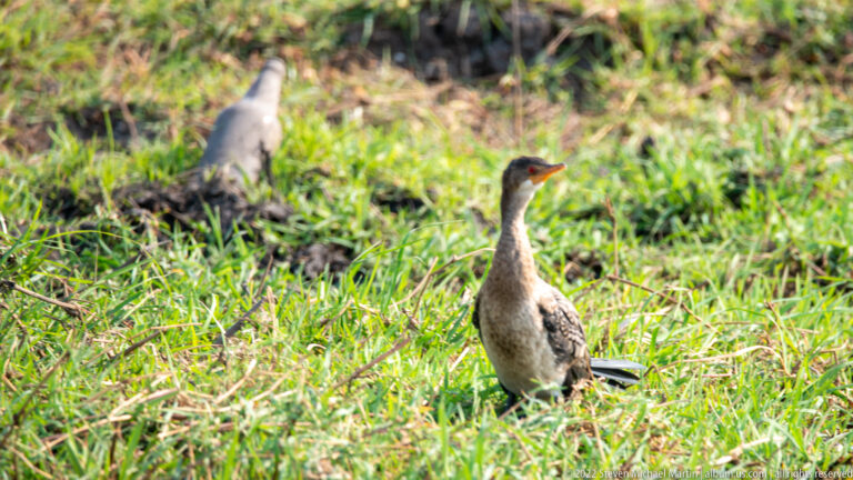 Pale-necked African darter standing upright in bright green wetland grass with pointed bill raised.