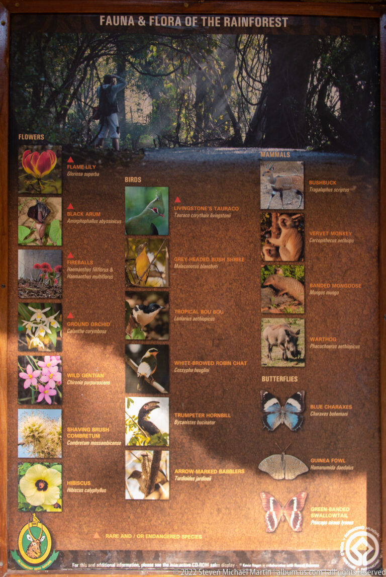 Rainforest ecology panel with labeled photographs of flowers, birds, reptiles, mammals, and butterflies near Victoria Falls.
