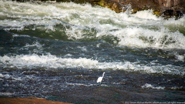 Small white egret or heron standing on a dark rock amid foaming river rapids.