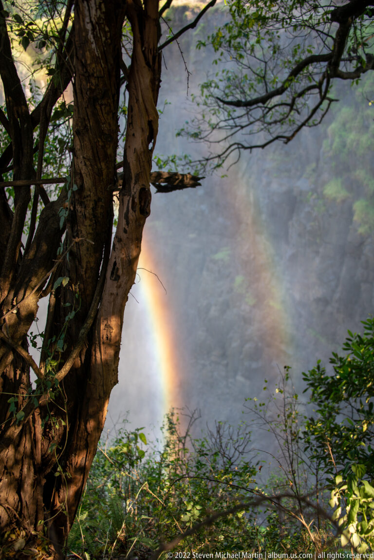 Rainbow glowing through dense mist behind a large tree trunk and leafy rainforest vegetation at Victoria Falls.