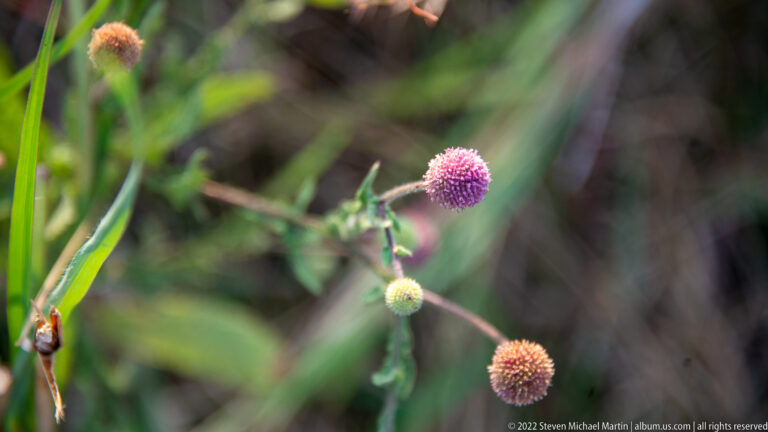 Pink-purple spherical wildflower head on a slender stem, with a pale bud and brown older flower head against blurred greenery.