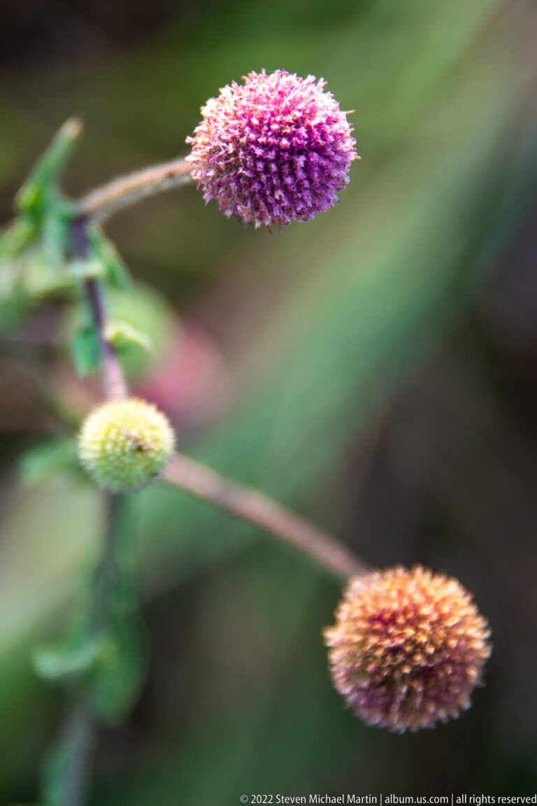 Close purple spherical flower head with a pale green bud and brown mature head on branching stems against a blurred background.