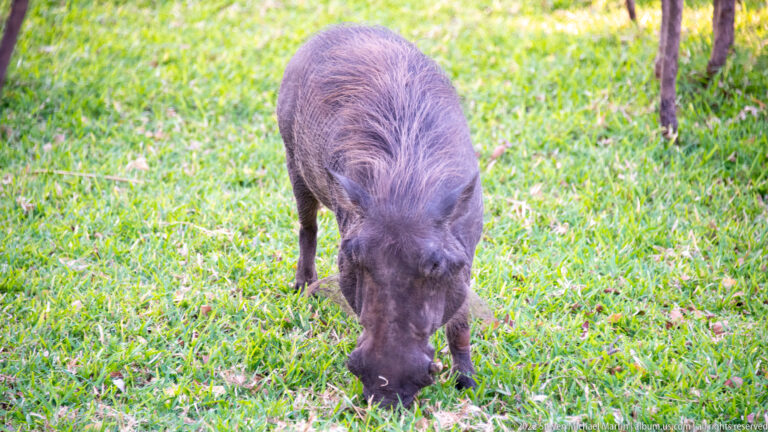 Warthog grazing with its head lowered in bright green grass, seen from slightly above.
