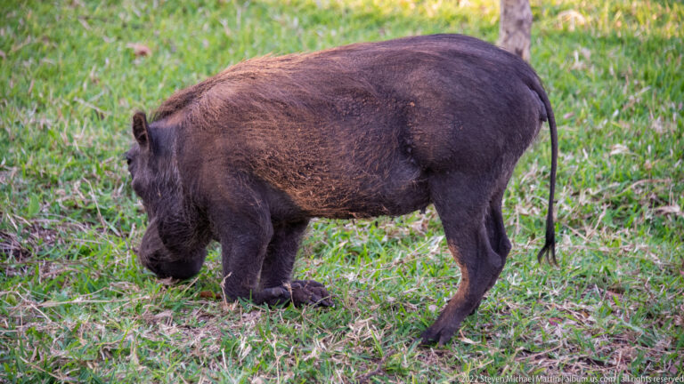 Side view of a dark-coated warthog standing on grass with its head slightly lowered.