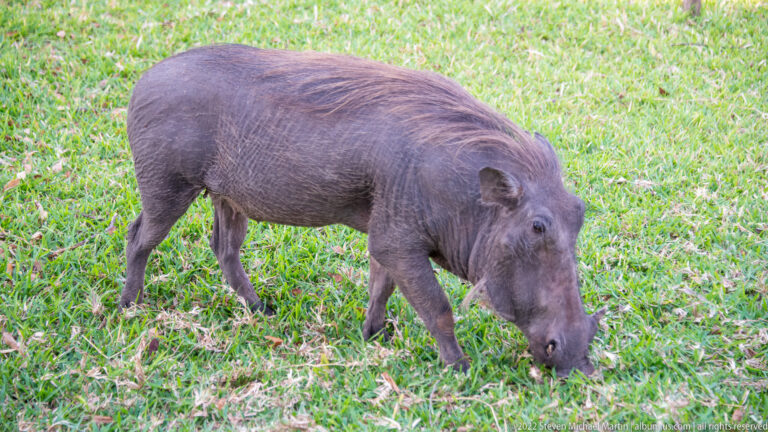 Three-quarter view of a warthog walking through grass with its snout near the ground.