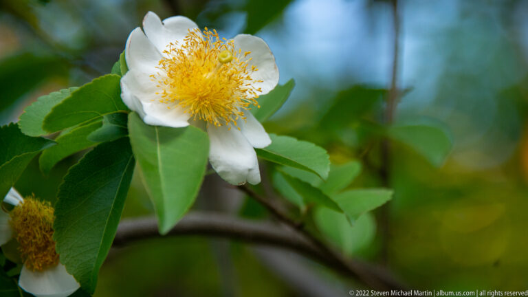 Large white flower with broad petals and dense yellow stamens among glossy green leaves.