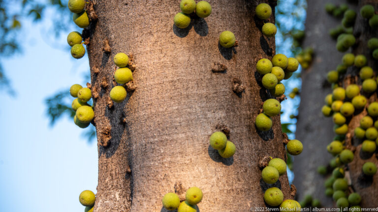 Clusters of small green fig-like fruits growing directly from the smooth trunk of a tree.