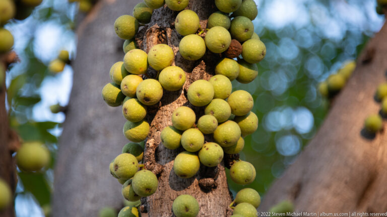 Dense cluster of round green fruits attached directly to rough woody bark.
