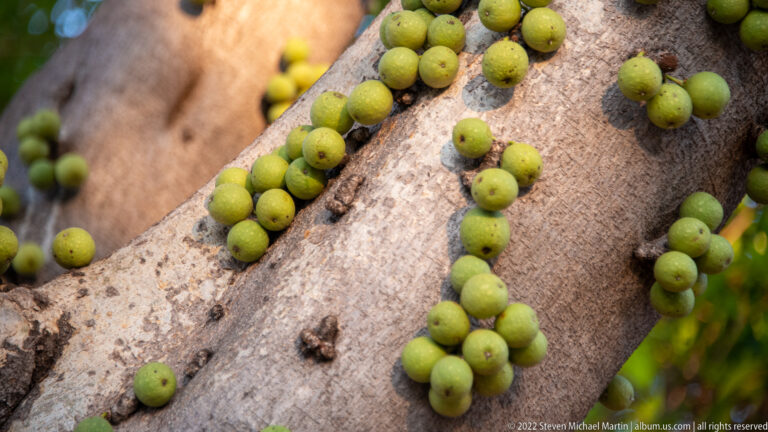 Green round fruits scattered along a sloping tree trunk and branch junction.