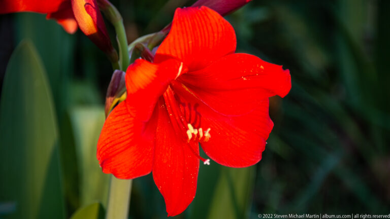 Large red trumpet-shaped flower with broad petals and pale projecting stamens against dark green foliage.