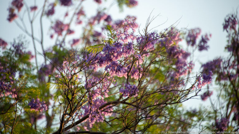 Lavender-purple blossoms on thin branches against a bright, softly blurred garden background.