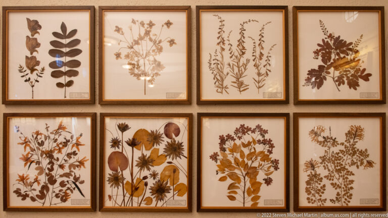 Eight framed pressed-plant displays arranged in two rows on a hotel wall.