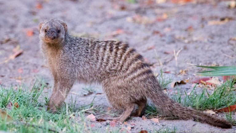 Banded mongoose standing alert on sandy soil beside short grass, with dark horizontal bands visible across its gray-brown back.