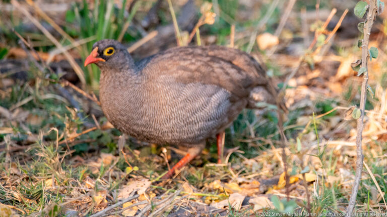 Red-billed spurfowl standing on dry leaf litter, with finely barred gray plumage, bright red bill and legs, and yellow eye ring.