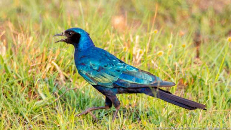 Greater blue-eared starling standing in grass with open bill, bright blue-green iridescent plumage, dark face, and long dark tail.