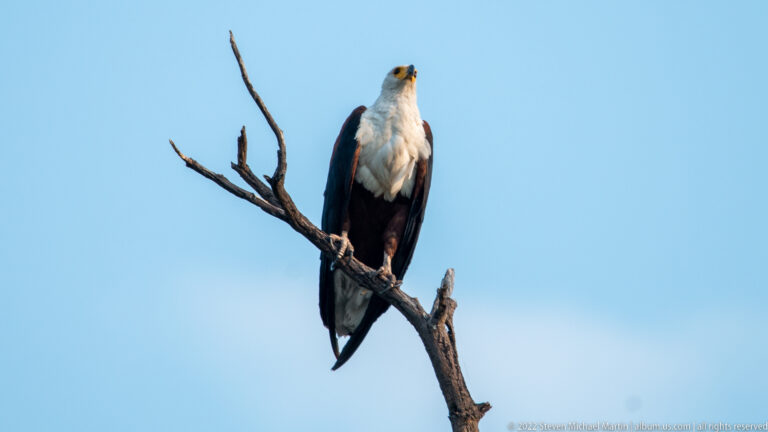 African fish eagle perched upright on a bare branch against blue sky, showing white head, chestnut body, and hooked yellow bill.