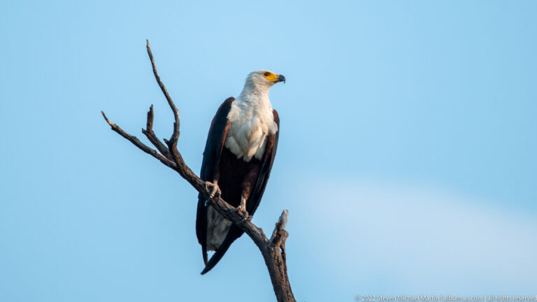 African fish eagle perched on a dead branch against blue sky, turning slightly sideways with white head and chestnut wings.