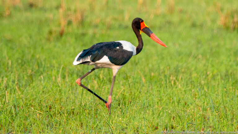 Saddle-billed stork walking through green floodplain grass with black-and-white plumage, long red legs, and red-black bill.