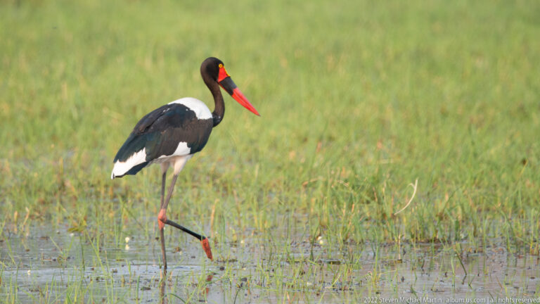 Saddle-billed stork wading through shallow water with one red leg raised among sparse wetland grasses.