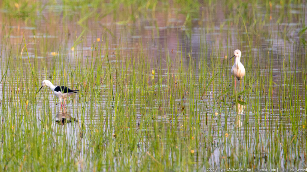 Two black-winged stilts standing in shallow water among reeds, with white bodies, black wings, and very long pink legs.