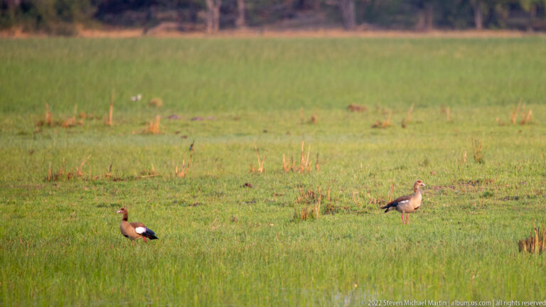 Two Egyptian geese standing far apart on a green floodplain with low wetland vegetation.