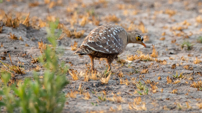 Small mottled brown francolin foraging on sandy ground, with pale spotting and bright bare skin around the eye.