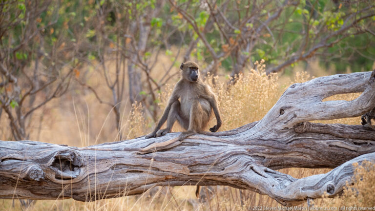 Chacma baboon sitting upright on a large bleached fallen tree in dry woodland.