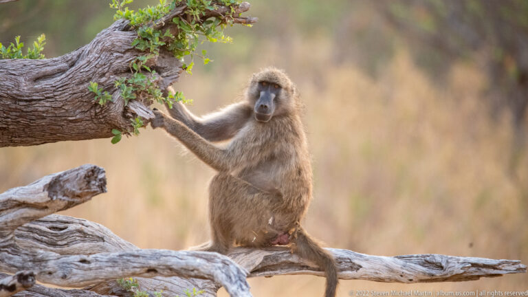 Chacma baboon seated on a fallen branch with one hand resting against a tree trunk in warm dry woodland.