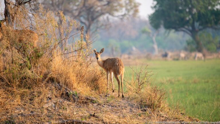 Female impala standing beside dry brush at the edge of a green floodplain, facing the camera with ears raised.