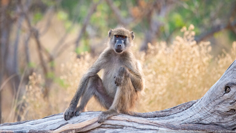 Chacma baboon seated on a bleached fallen tree with one leg raised and dry grass softly blurred behind.