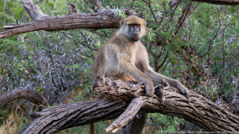Chacma baboon sitting on a thick tree branch beneath dense green foliage.