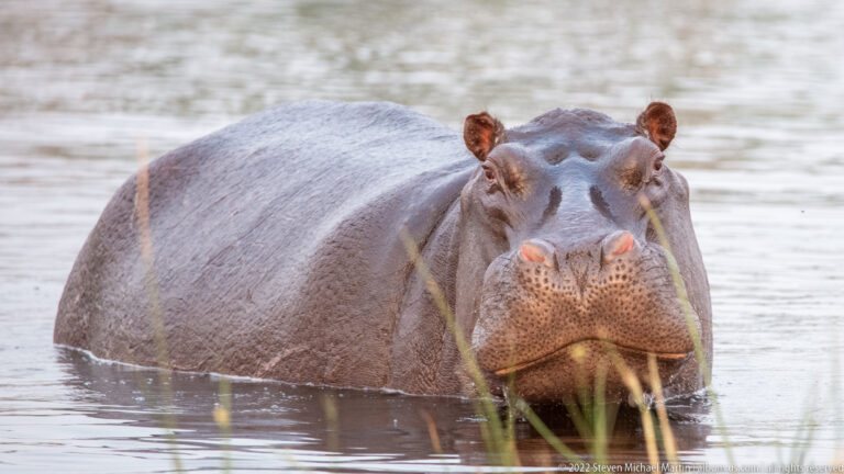 Hippopotamus facing the camera while standing chest-deep in calm water, with broad muzzle and small ears visible.