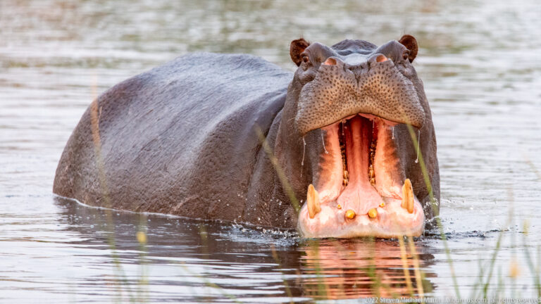 Moremi Game Reserve