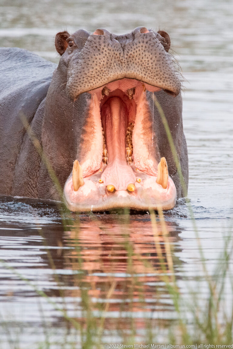 Extreme close view of a hippopotamus with mouth fully open, showing broad muzzle, pink palate, gums, tongue, and large canines.
